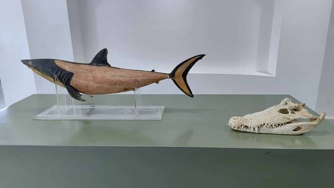 DƬ